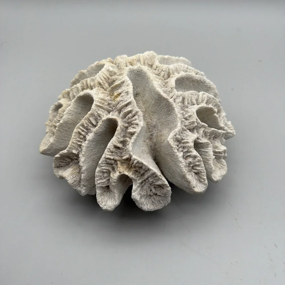 Brain Coral Decor Faux White 9